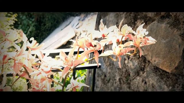 Cymbidium Dev .Centre смотреть онлайн