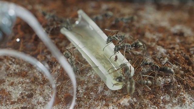 ЛУЧШИЕ МУРАВЬИ ДЛЯ НАЧАЛА - Diacamma rugosum