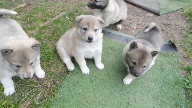 ПЕРВАЯ прогулка ЩЕНКОВ западносибирской ЛАЙКИ 16/05/2022 года . Возраст 26 дней. смотреть онлайн