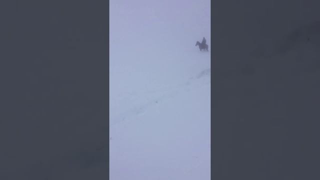 Карачаевская порода смотреть онлайн