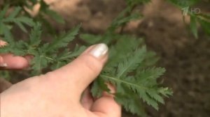 ПИЖМА ОТ ВРЕДИТЕЛЕЙ