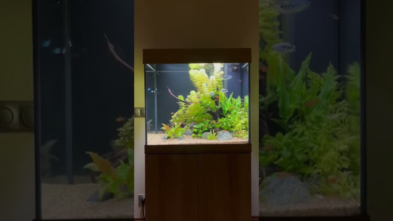 Аквариум с живыми растениями смотреть онлайн