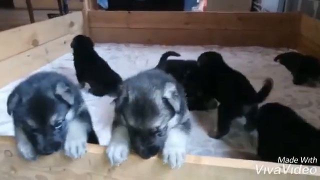 Щенки помета Ц* 30 дней ведём запись смотреть онлайн