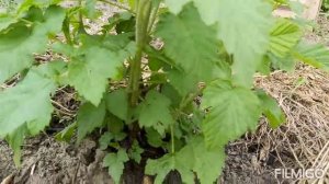 Нормирование и размножение ремонтантной малины на примере ценного сорта Карамелька