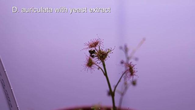Drosera auriculata Reaktion auf Hefeextrakt/tuberous sundew reaction on yeast смотреть онлайн