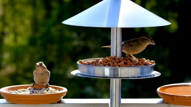 корм для маленьких птичек смотреть онлайн
