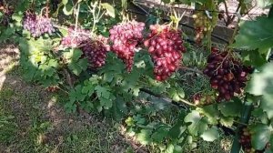 @Виноград Румейка  Виноградник Гергеля, Полтава 2022