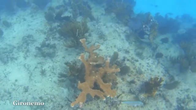 Снорклинг. Куба (о.Кайо-Бланко) #1 смотреть онлайн