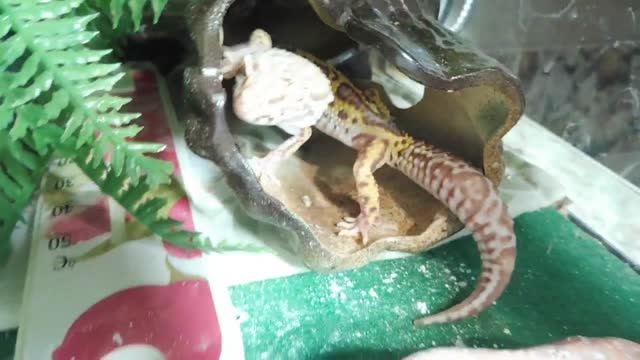 #эублефары мои НОВЫЕ питомцы НЕ хотят есть #гекконы #агамы австралийский ЯЩЕР содержание , кормлени смотреть онлайн