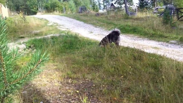 Хуч отгоняет кобелей от Майсы