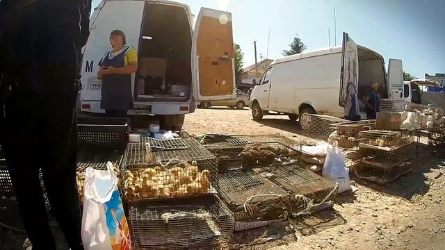 Продажа  Утят, Циплят, Гусят на рынке.