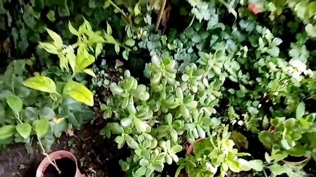 Мои денежные деревья. Толстянка. Как они растут в открытом грунте.