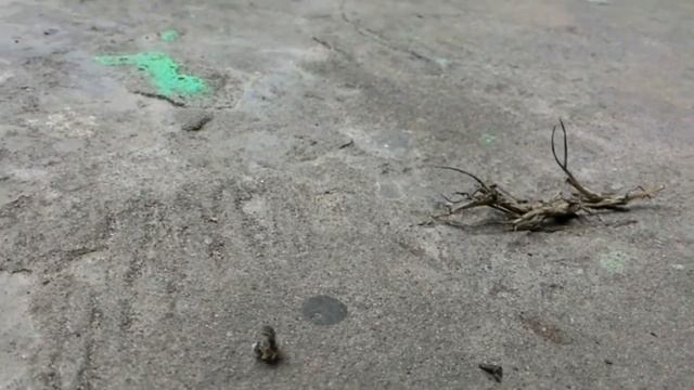 Mysterious insect смотреть онлайн