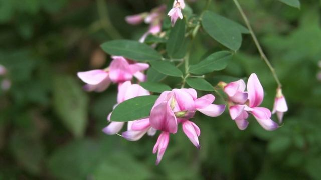 ハギ(山萩)/Lespedeza bicolor 03_211005_自宅 смотреть онлайн