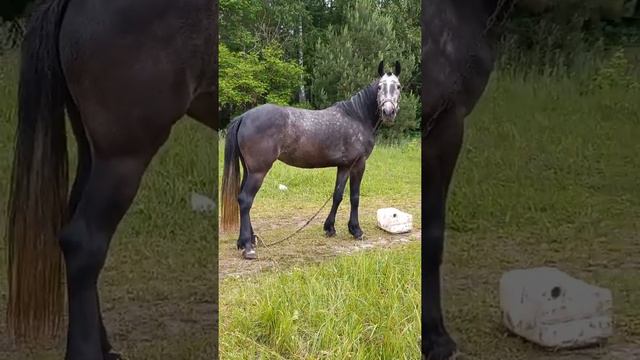 орловская кобыла 4 года могилевская область смотреть онлайн