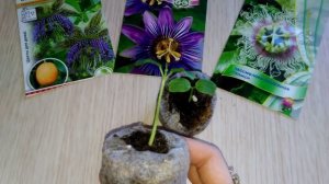 Выращивание Пассифлоры из семян Часть вторая