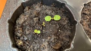 Гаура - Редкие Растения В Саду