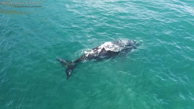Красивая Музыка для Души. Мелодия Дающая Энергию и Силы Жить. Послушайте и не пожалеете ? смотреть онлайн