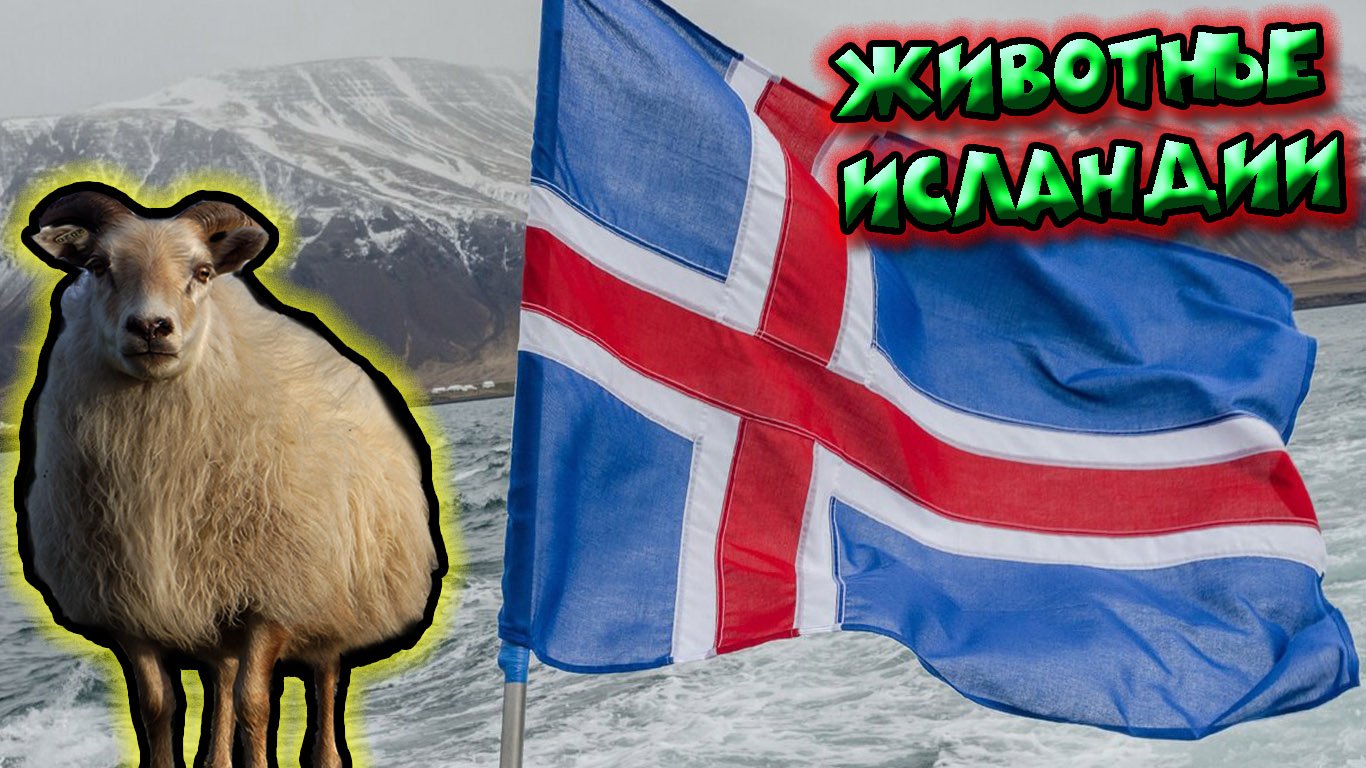 Животные Исландии смотреть онлайн