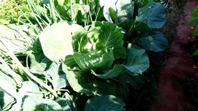 Супер средство для капусты от вредителей без химии! Пару капель и нет вредителей на капусте! смотреть онлайн