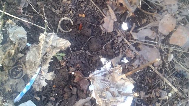Снег почти сошёл - осоки,бересклеты,вейгела,розы.,хризантемы. смотреть онлайн
