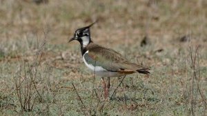 КРАСИВОЕ ПЕНИЕ ЧИБИСА