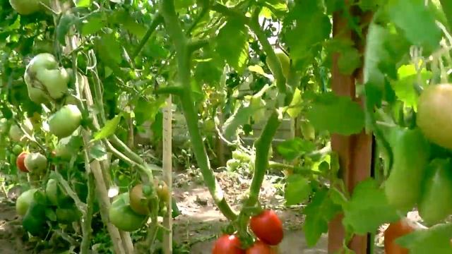 ОБЗОР ЭКЗОТИЧЕСКИХ И СОРТОВЫХ ТОМАТОВ (ЧАСТЬ 5) смотреть онлайн