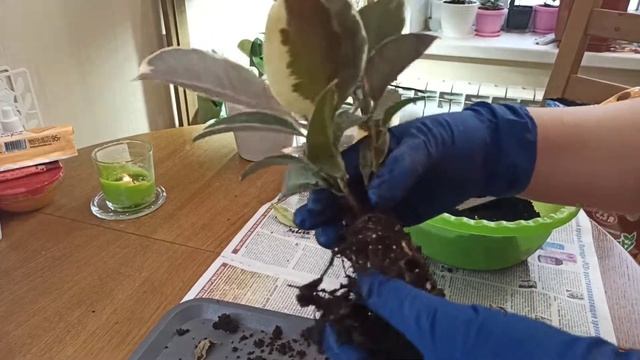Пересадка фикуса каучуконосного / Фикус эластика Белиз
