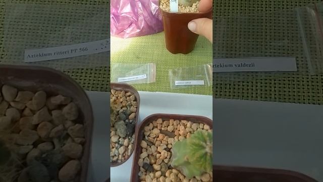 Aztekium. Ацтекиум. смотреть онлайн