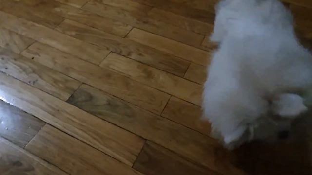 Мой померанский шпиц Pomeranian 포메라니안 смотреть онлайн