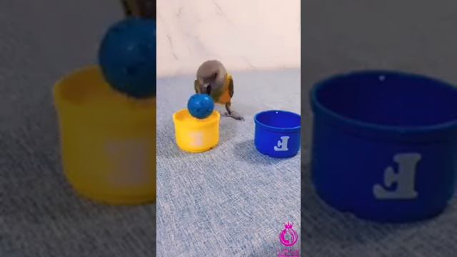 Попка дурак, Попка дурак