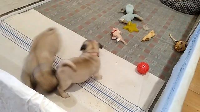 Мопсята помет “Y“ 8 недель смотреть онлайн