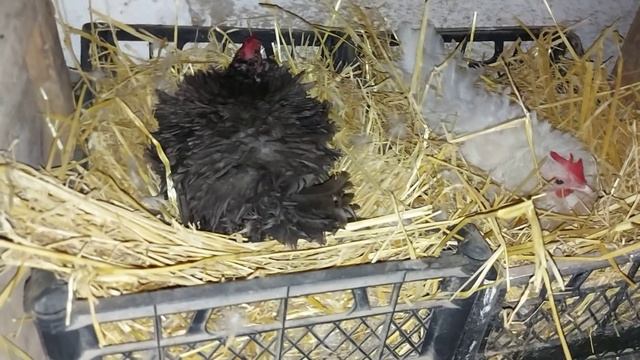 Ну и зачем их столько уселось?? Вывод цыплят под бентамкой! пропал гусёнок! смотреть онлайн