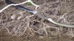 Змеи борются за добычу. Остров Крит