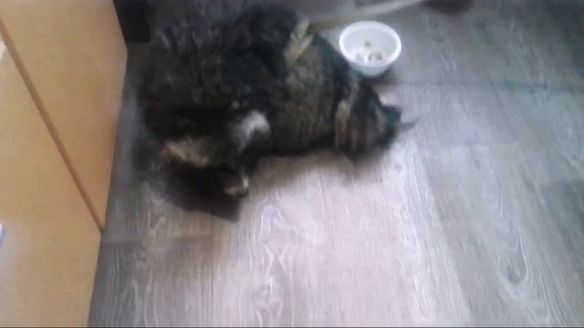 Смолпёсики. Охота на енота. Енотовидная собака Еня. смотреть онлайн