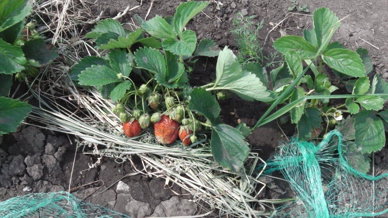 КЛУБНИКА ФЕСТИВАЛЬНАЯ КЛУБНИКА МОЛЛИНГ СТОЛЕТИЕ ПЕРВЫЙ ГОД ПЛОДОНОШЕНИЯ смотреть онлайн