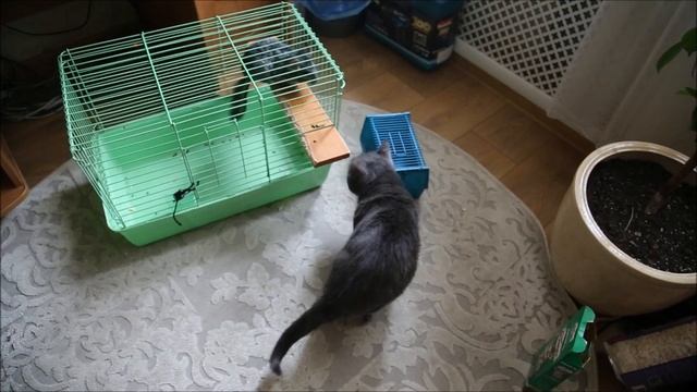 Генарл Муррр! Новые приключения с Сержантом Шиншилл! смотреть онлайн