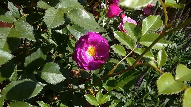 Цветение роз Хайди Клум, Этруска, Хельга, Голубой Шторм, Френсис Блейз, Бриоза, Мистеръёз, Минерва? смотреть онлайн