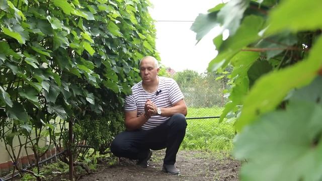 Почему саженец винограда, очень плохо растет? Основные проблемы и причины. смотреть онлайн