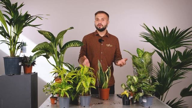 Вариегатные растения | Советы от Ильи Гомыранова смотреть онлайн