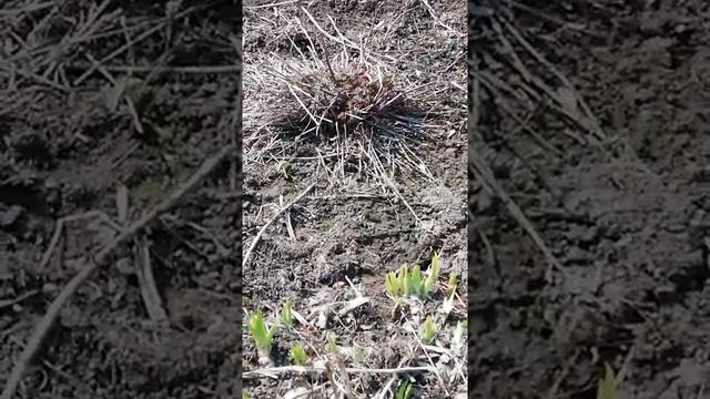 Паводок 11.04.2019 на речушке Ашкадар и небольшой обзор огородного хозяйства.... смотреть онлайн