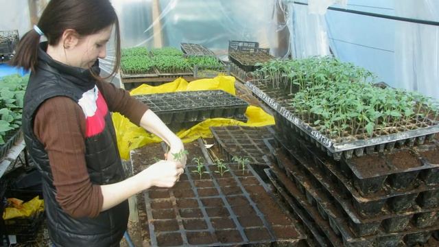 Томат в теплице. Садовое - серия 3 - пикировка. Пикировка и пересадка помидора. смотреть онлайн