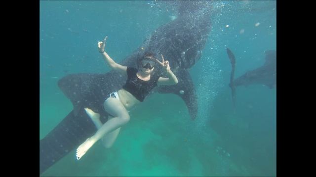 Palawan & Cebu Travel смотреть онлайн