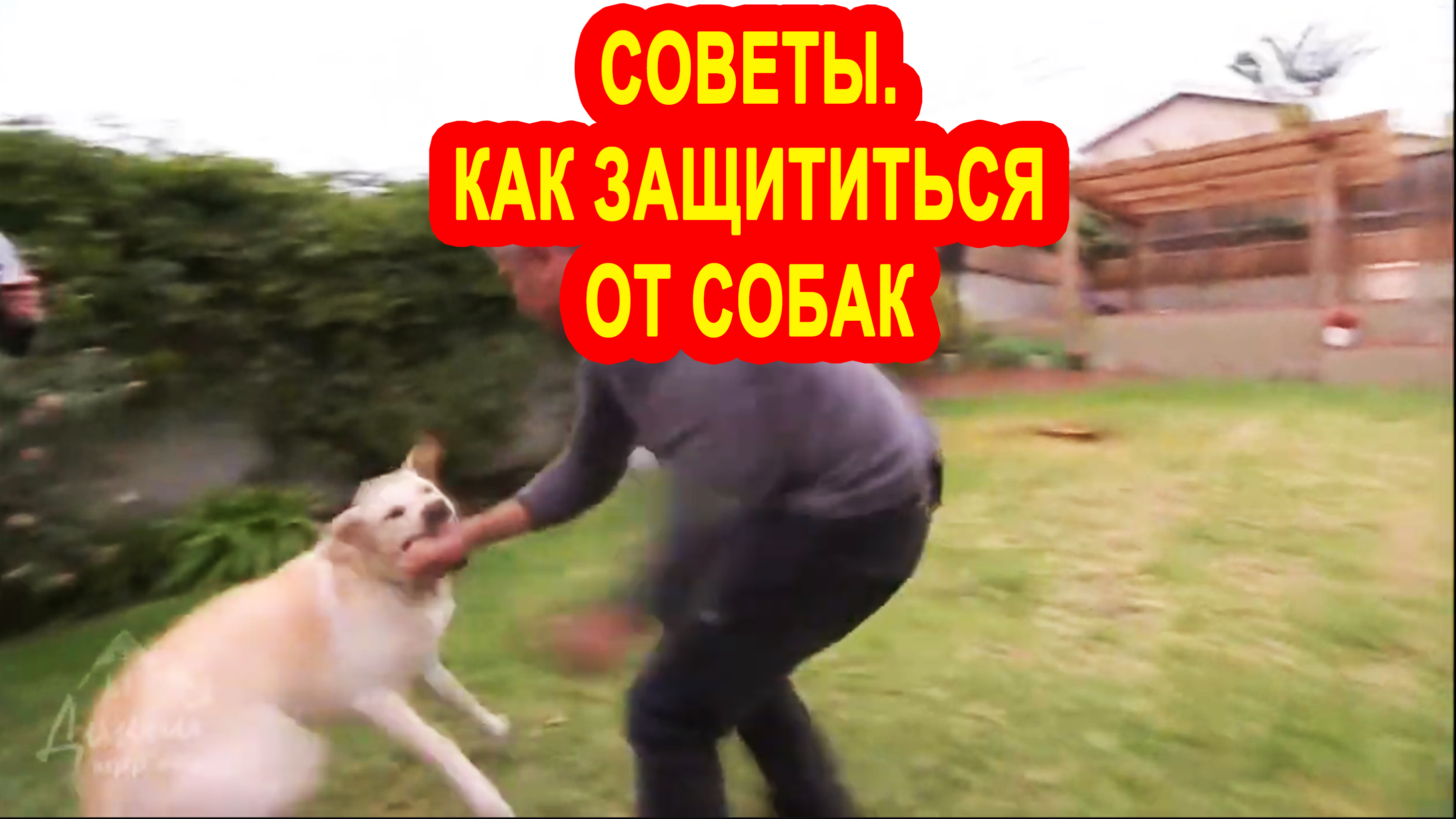 Советы кинологов,как защишаться от нападения собак.