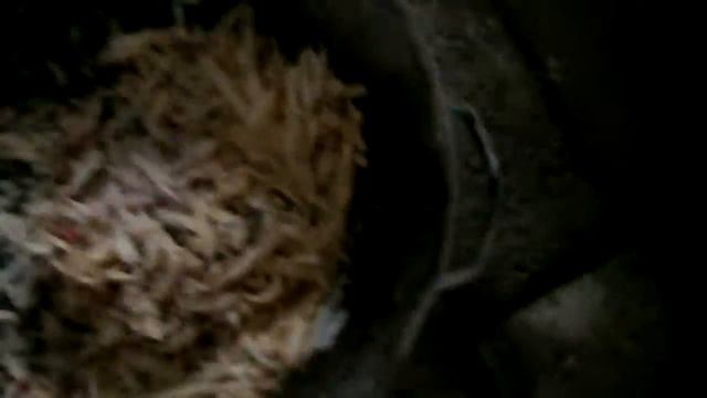 Вєтнамські свині. Привчаю до кормового буряка. смотреть онлайн