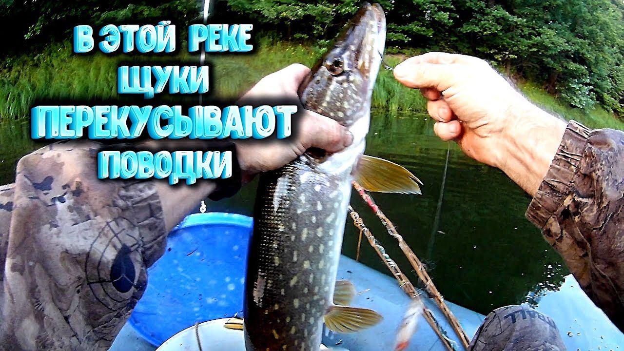 В этой реке щуки перекусывают поводки и утаскивают в коряги смотреть онлайн