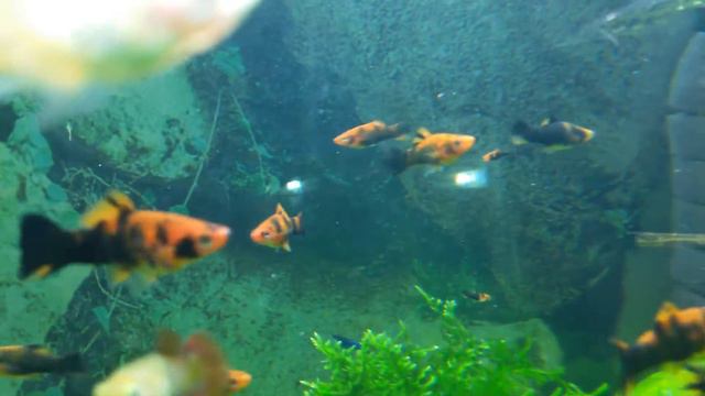 Меченосцы Кои