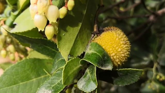 El madroño или Земляничное дерево, которое и цветет, и плодоносит одновременно! смотреть онлайн