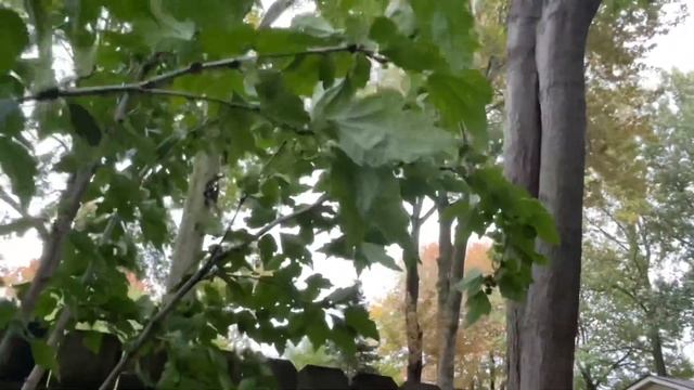 Заканчиваю осенние работы в саду. Обрезка Гибискуса садового, удаление сорняков. смотреть онлайн