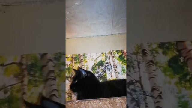 Большой по размерам,а по возрасту котенок смотреть онлайн